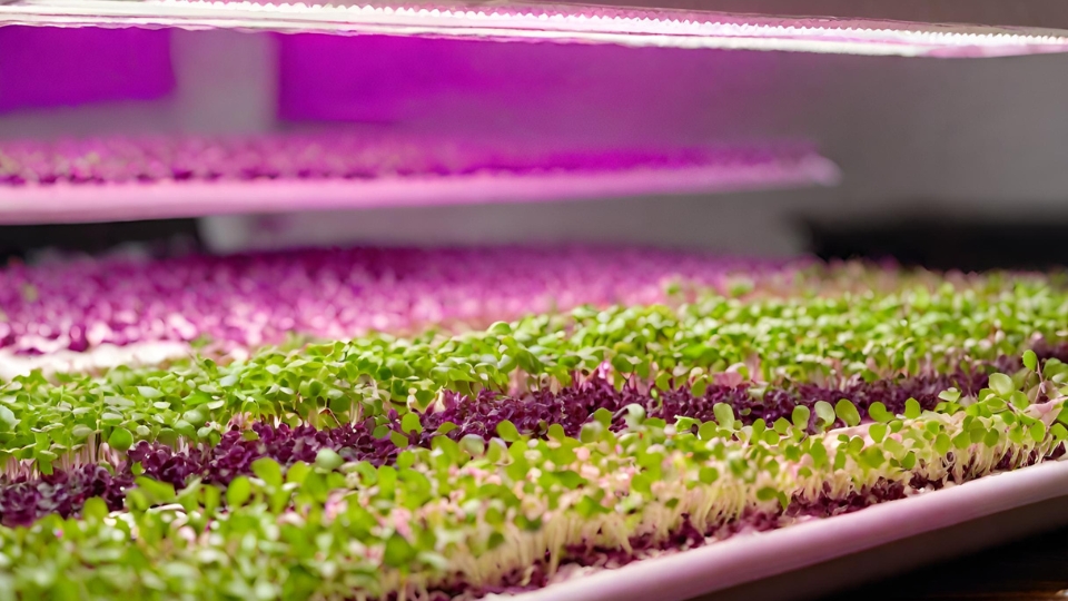 The Rise Of Indoor Microgreens Farming