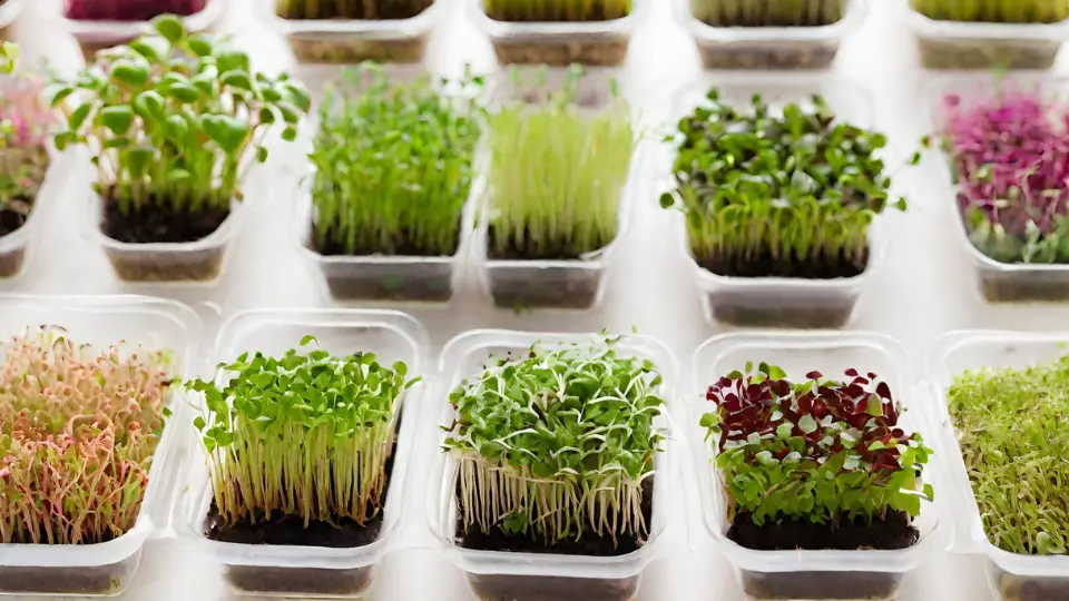 The Rise Of Microgreens In Modern Diets