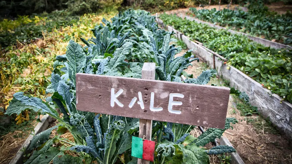 The Wonders Of Kale