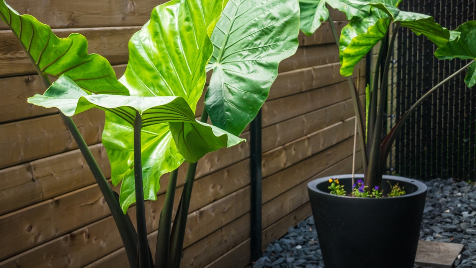 Understanding Black Stems In Elephant Ear Plants