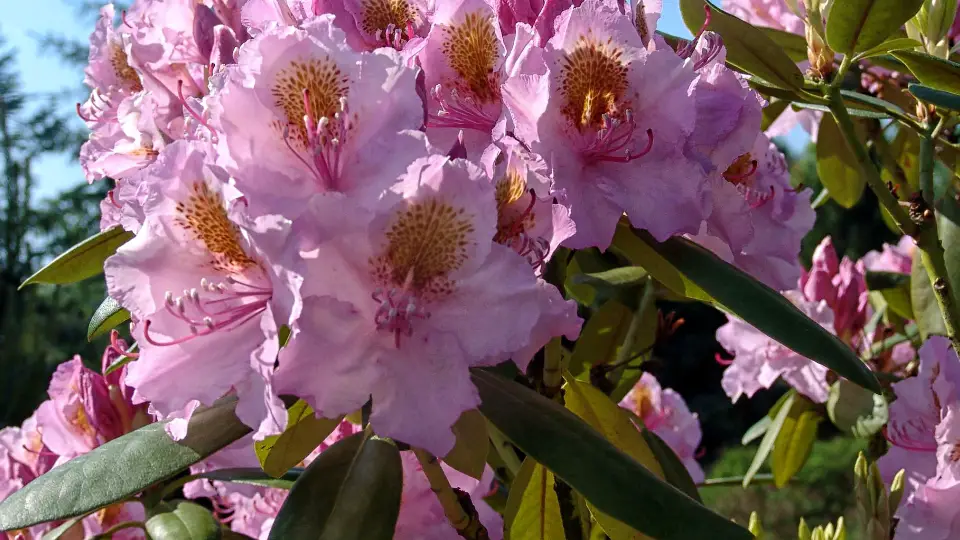 Understanding The Rhododendron Plant
