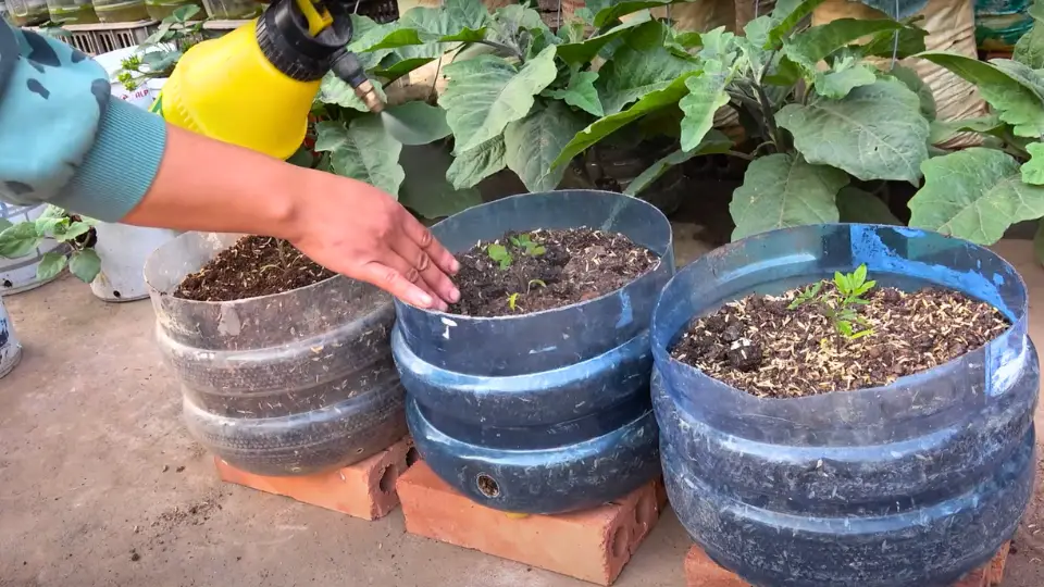Watering Regimen For Pot-grown Tomatoes