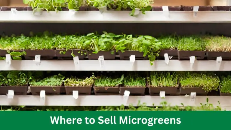 Where to Sell Microgreens: Top Venues Unveiled!