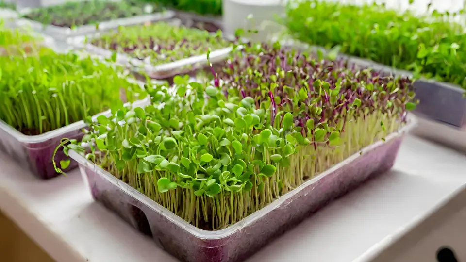 Why Are Microgreens Popular?