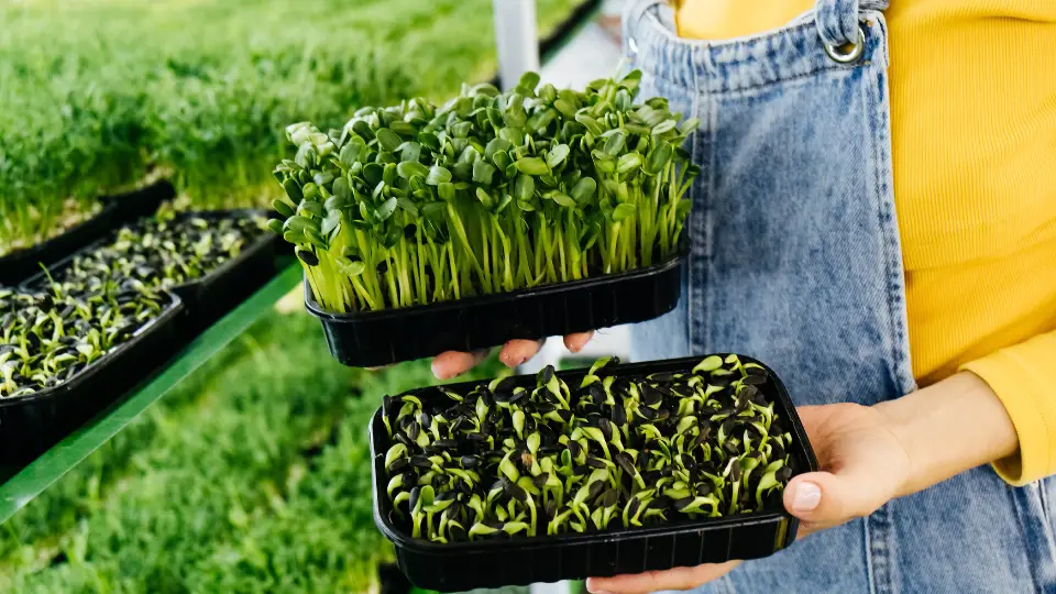 Why Sprouting Trays Are Essential For Microgreens