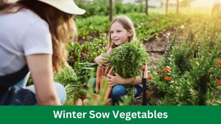 Winter Sow Vegetables: Thrive with Cold-Season Crops!