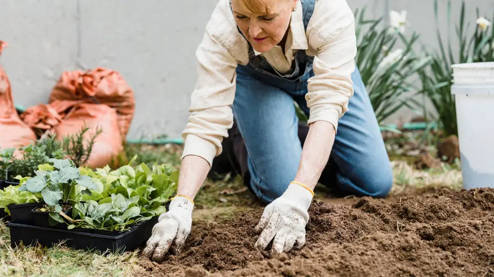 Choosing The Right Soil For Your Raised Beds