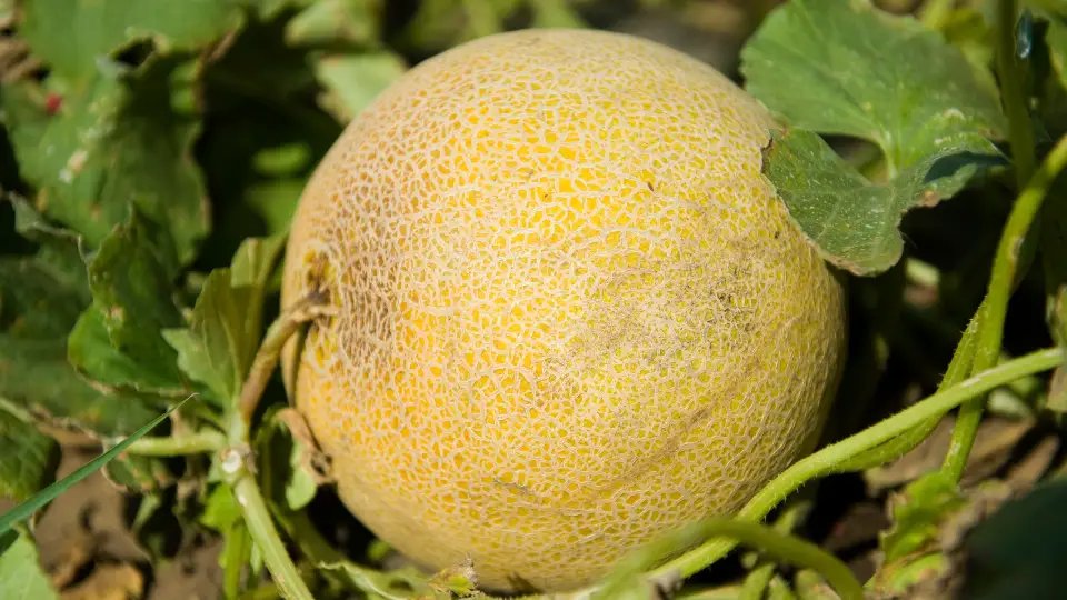 Common Pests Affecting Canary Melon