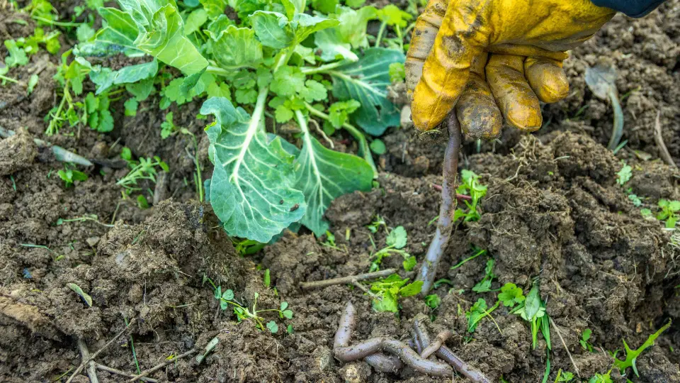 Enhancing Soil Life: Microorganisms And Worms