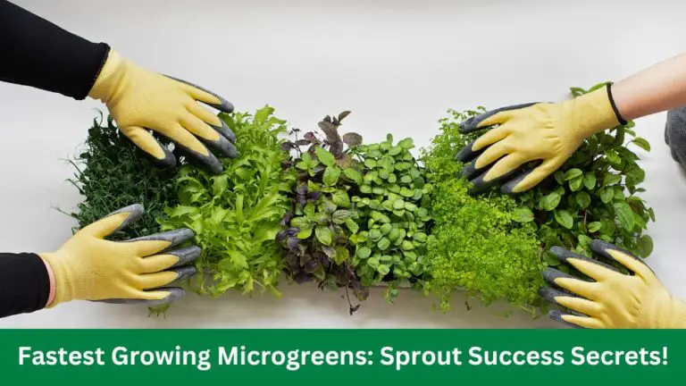 Fastest Growing Microgreens: Sprout Success Secrets!