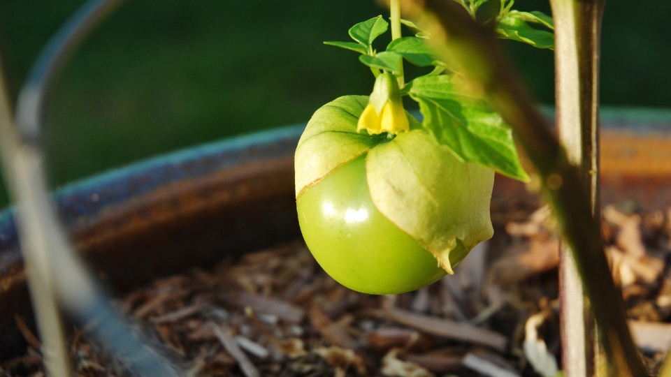 Getting Started With Tomatillo Sun Requirements