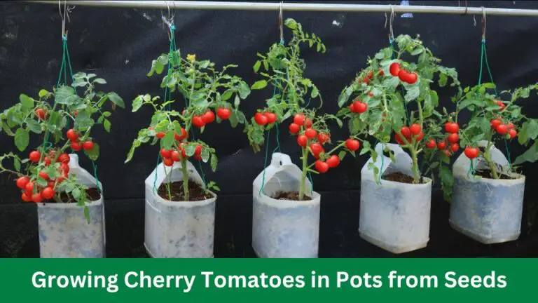 Growing Cherry Tomatoes in Pots from Seeds