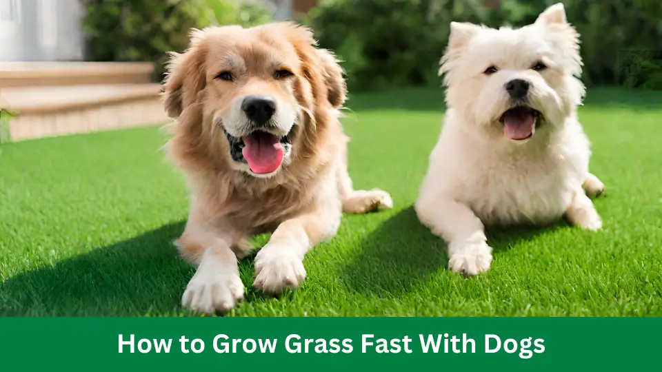 How to Grow Grass Fast With Dogs