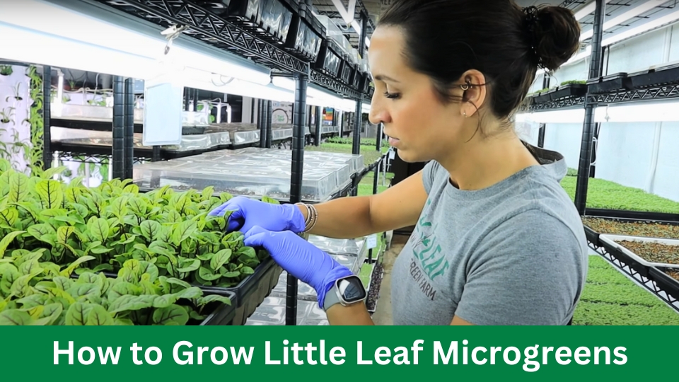 How to Grow Little Leaf Microgreens
