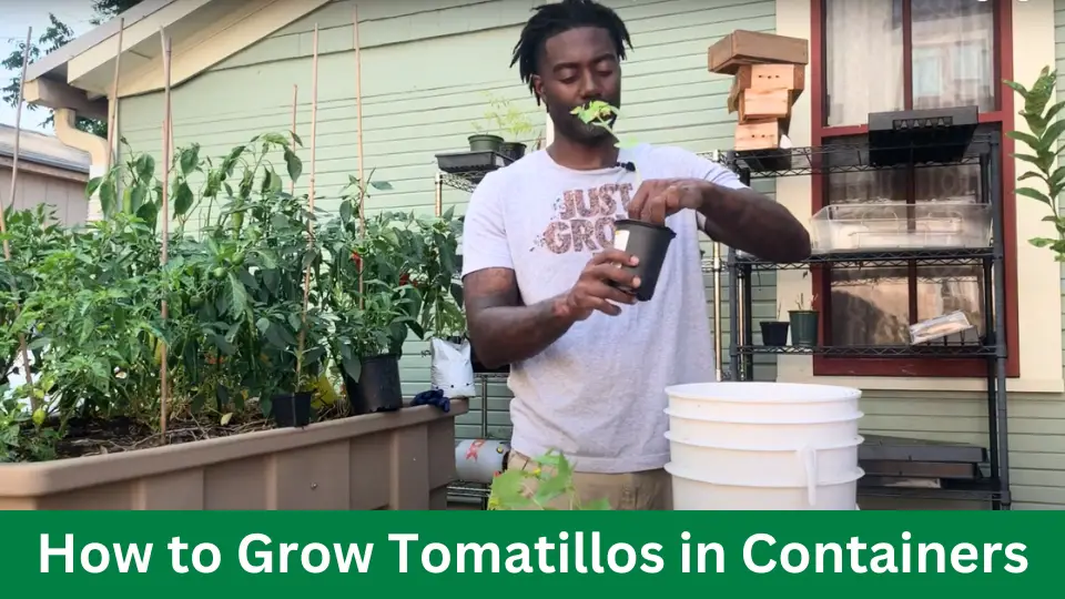 How to Grow Tomatillos in Containers