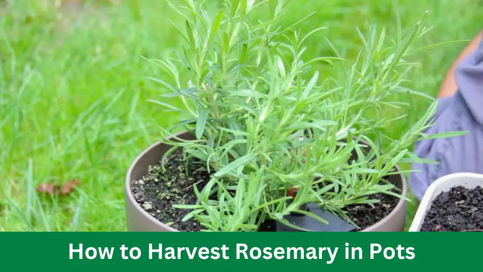 How to Harvest Rosemary in Pots