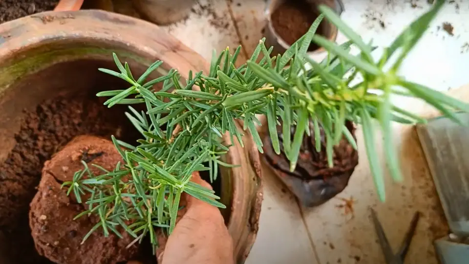 Introduction To Rosemary