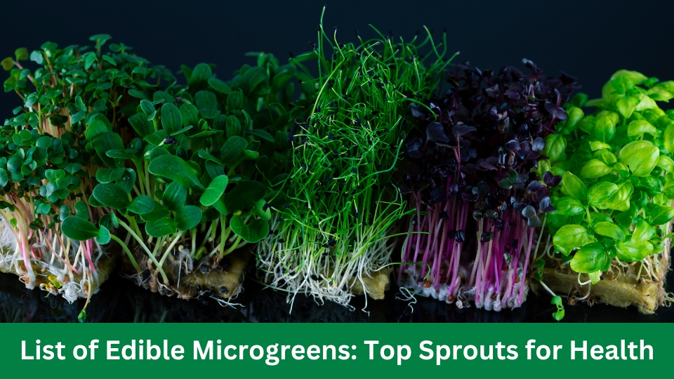 List of Edible Microgreens: Top Sprouts for Health