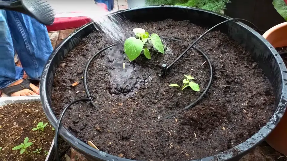 Mastering Watering And Fertilization