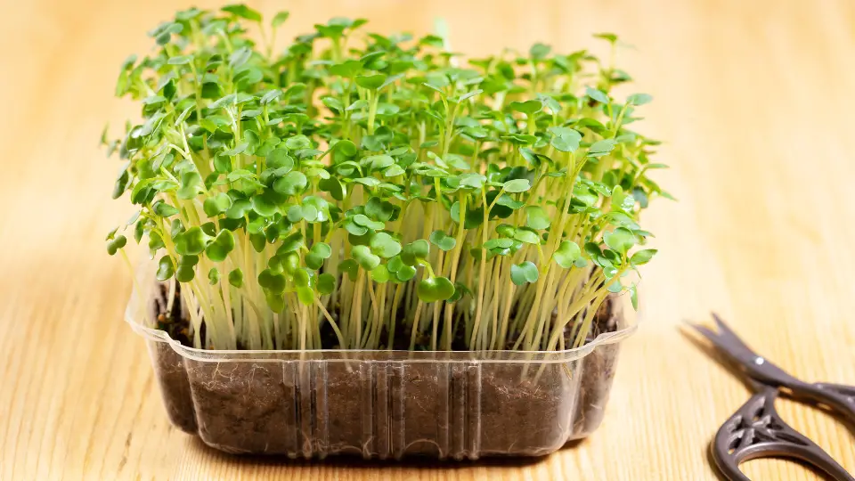 Microgreens Versus Sprouts: A Culinary Comparison