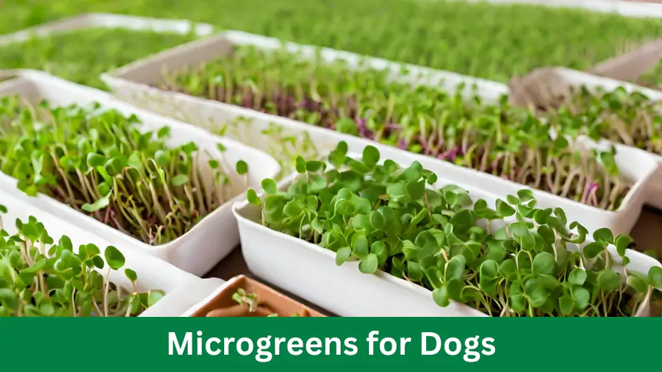 Microgreens for Dogs