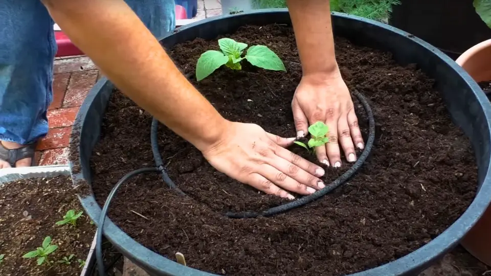 Planting Your Tomatillos