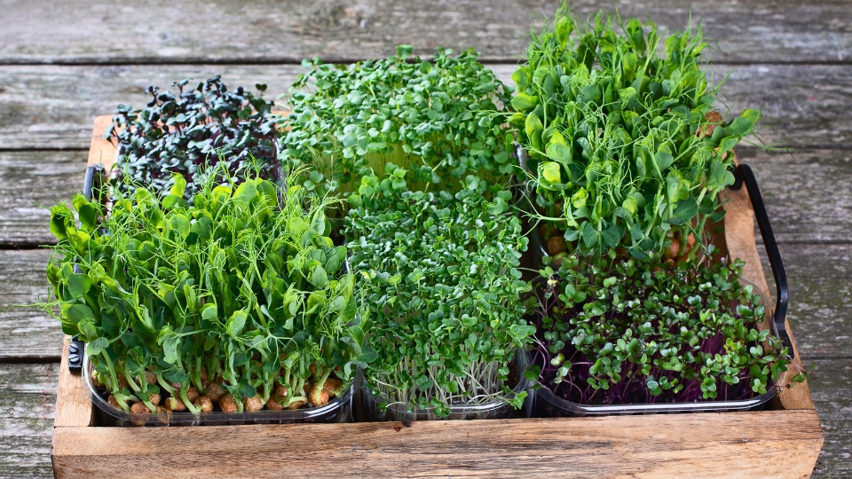 Popular Microgreens And Their Flavor Profiles