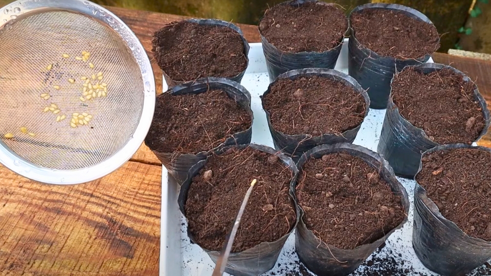 Selecting suitable pots is crucial for healthy root development.