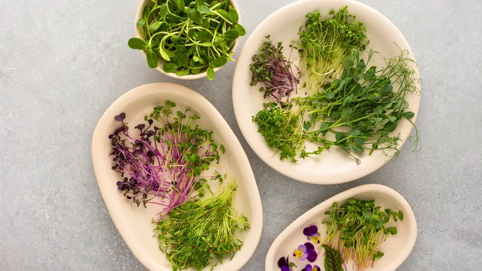 The Buzz About Microgreens