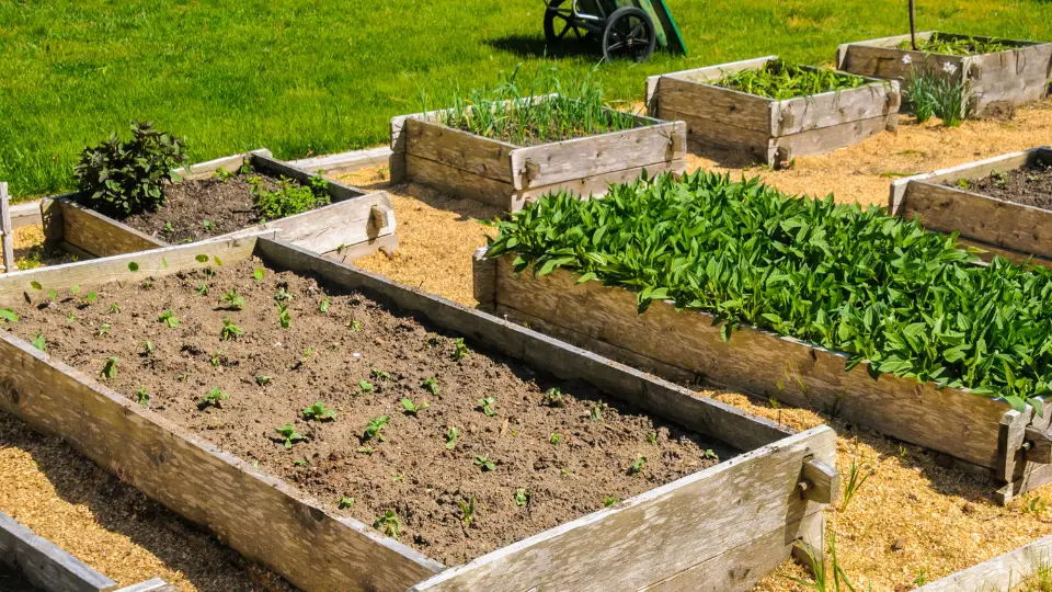 The Importance Of Quality Soil In Raised Beds