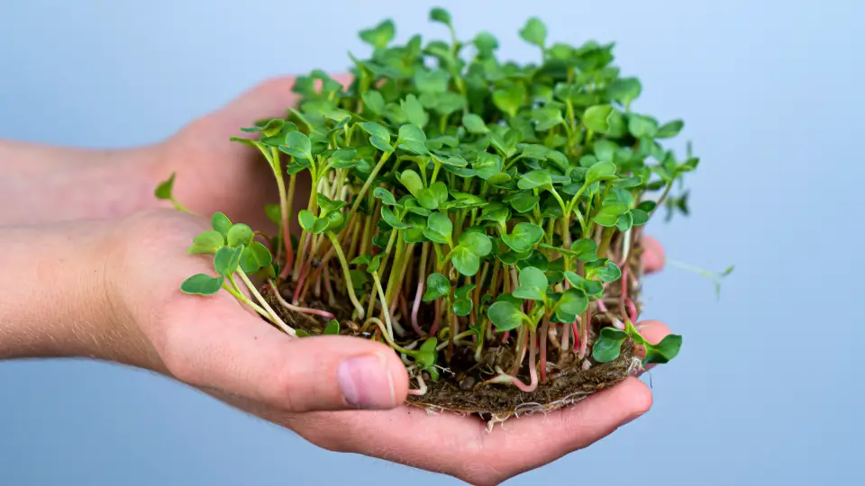 The Lure Of Microgreens
