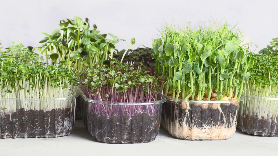 The World Of Microgreens: Healthful Delights