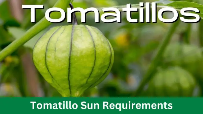 Tomatillo Sun Requirements: Grow Lush Greens Easy! 2024