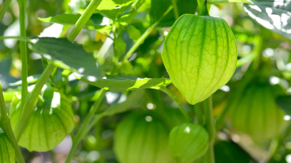 Troubleshooting Tomatillo Sun Challenges