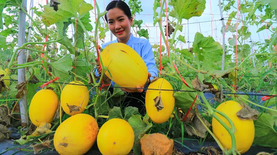 Understanding How to Plant Canary Melon