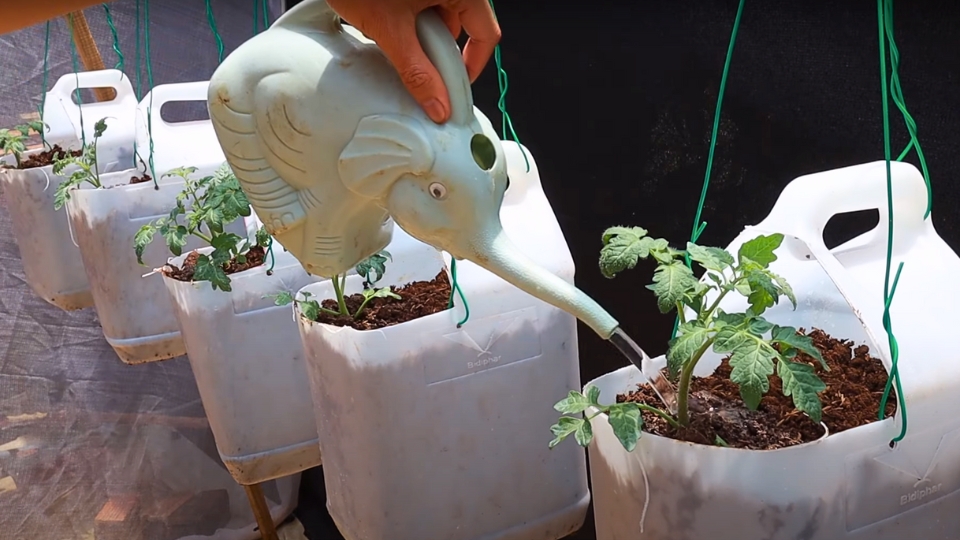 Watering Routines For Seedlings