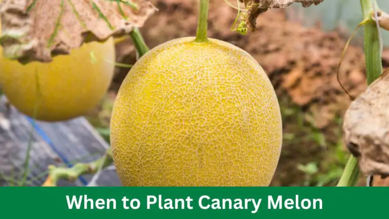 When to Plant Canary Melon: 7 Expert Tips for Optimum Growth