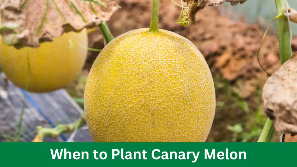 When to Plant Canary Melon