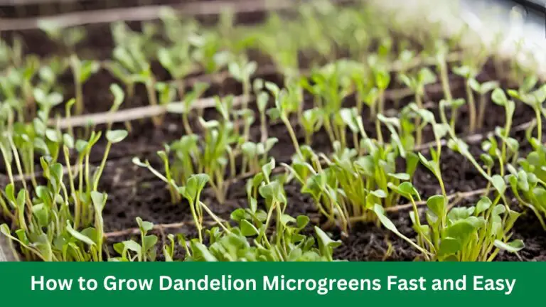 How to Grow Dandelion Microgreens Fast and Easy