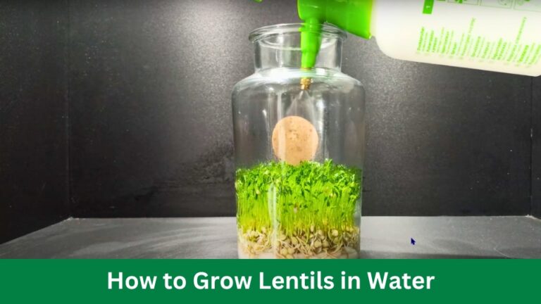 How to Grow Lentils in Water Easy And Fast