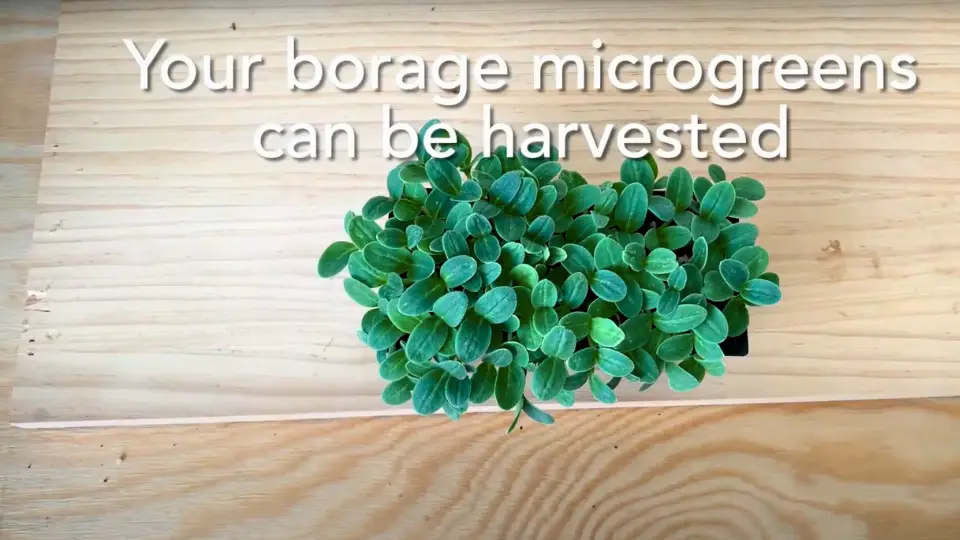 Borage Microgreens: Harvesting And Storage