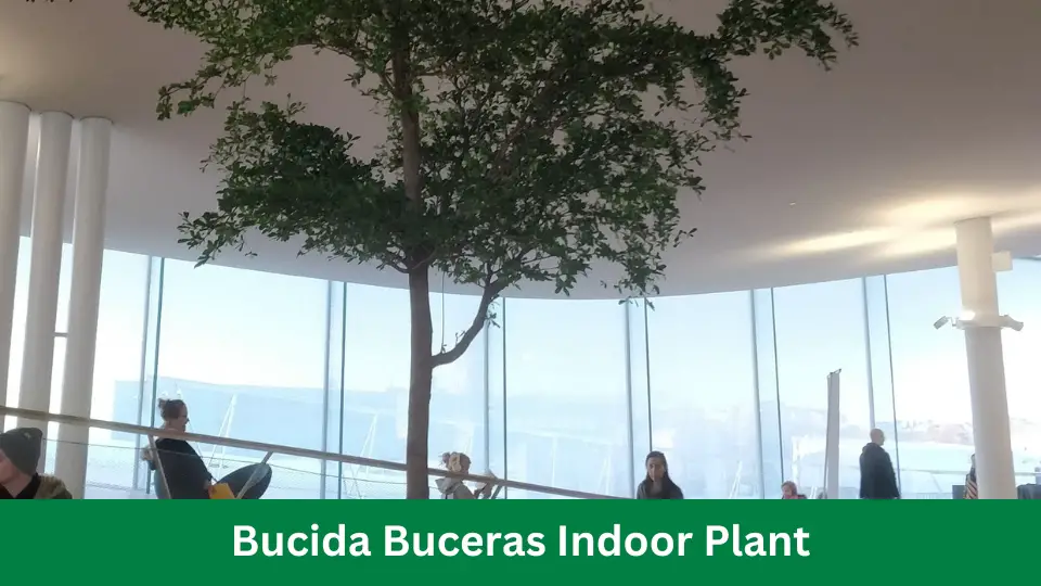 Bucida Buceras Indoor Plant: Transform Your home Space