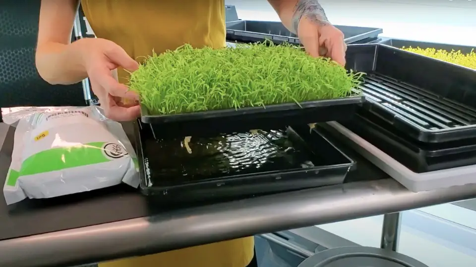 Carrot Microgreens: Optimal Growing Conditions