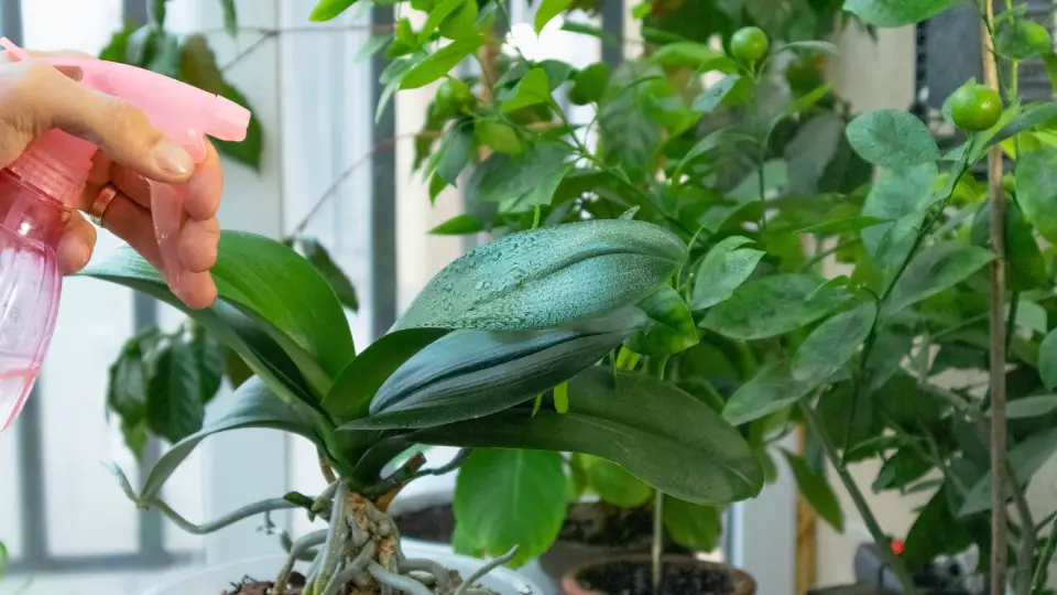 Caring For Lucky Indoor Plants
