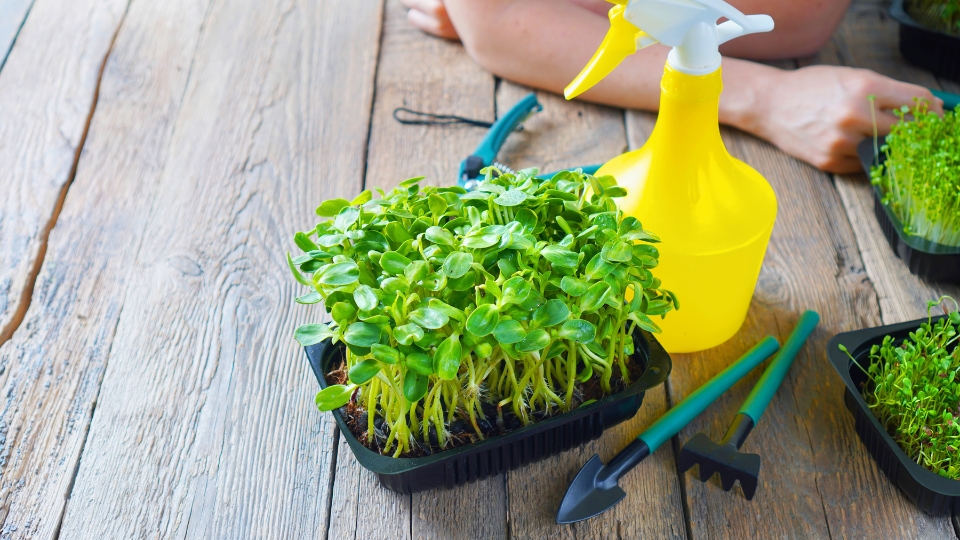 Caring For Your Microgreens