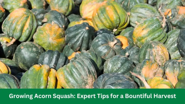 Growing Acorn Squash: Expert Tips for a Bountiful Harvest