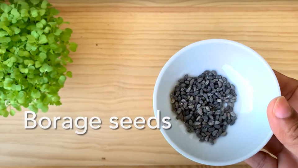 Growing Borage Microgreens