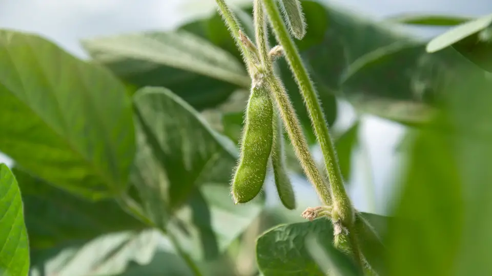 Growing Soybeans: Monitoring Growth And Development