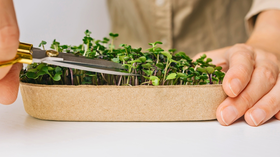 Harvesting And Using Your Homegrown Microgreens