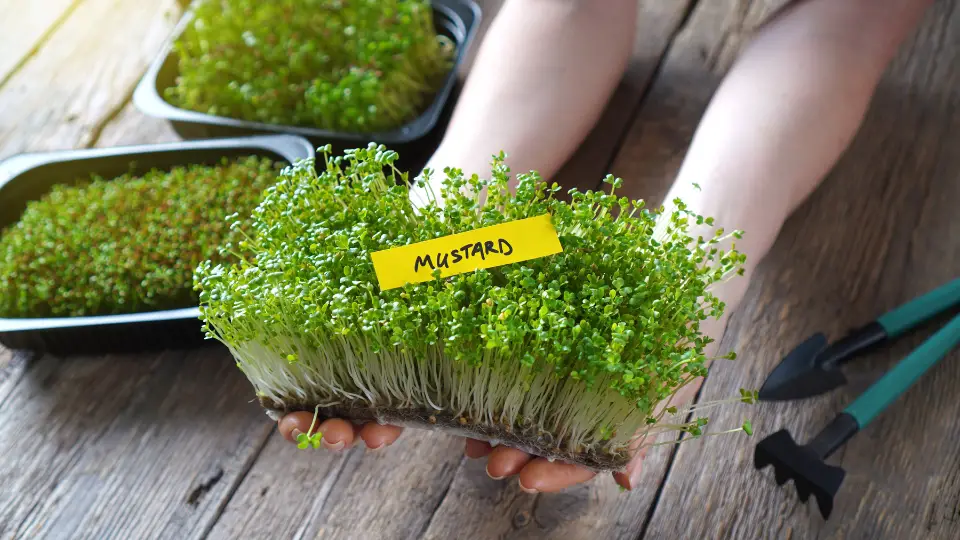 Harvesting Your Soilless Microgreens